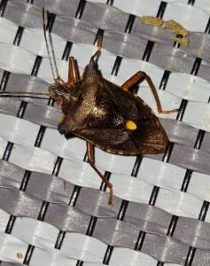 Click to view this image in a large viewer