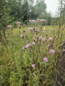 Click to view this image in a large viewer