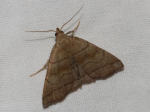 Click to view this image in a large viewer