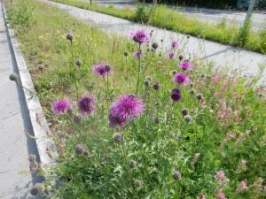 Click to view this image in a large viewer