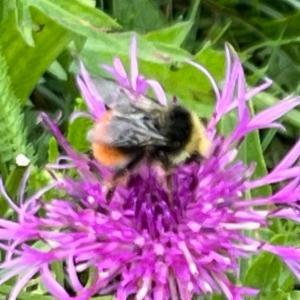 Click to view this image in a large viewer