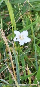 Click to view this image in a large viewer