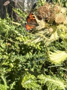 Click to view this image in a large viewer