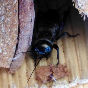 Click to view this image in a large viewer