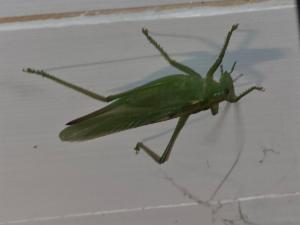 Click to view this image in a large viewer