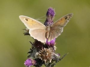 Click to view this image in a large viewer