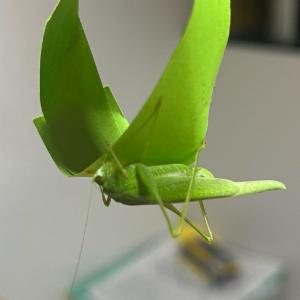 Click to view this image in a large viewer