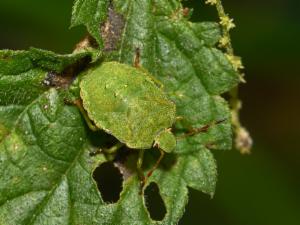 Click to view this image in a large viewer