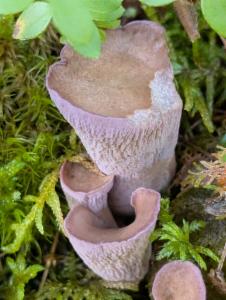 Click to view this image in a large viewer