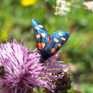 Click to view this image in a large viewer