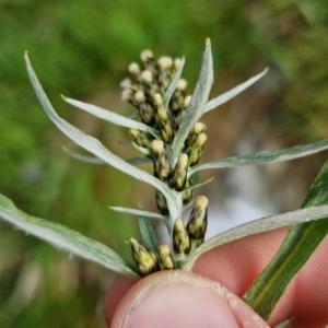 Click to view this image in a large viewer