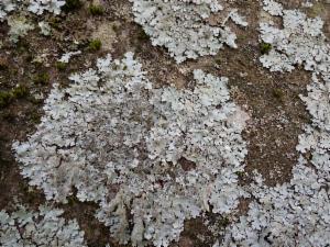 Click to view this image in a large viewer