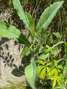 Click to view this image in a large viewer