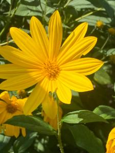 Click to view this image in a large viewer