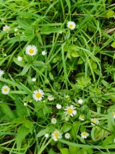 Click to view this image in a large viewer