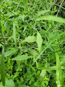 Click to view this image in a large viewer