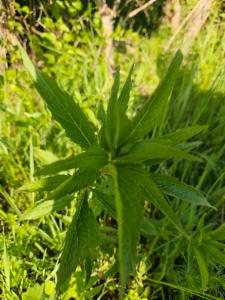 Click to view this image in a large viewer