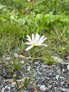 Click to view this image in a large viewer