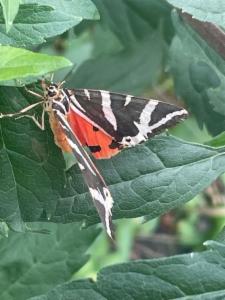 Click to view this image in a large viewer