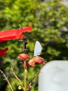 Click to view this image in a large viewer