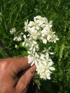 Click to view this image in a large viewer