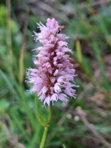 Click to view this image in a large viewer