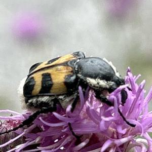 Click to view this image in a large viewer