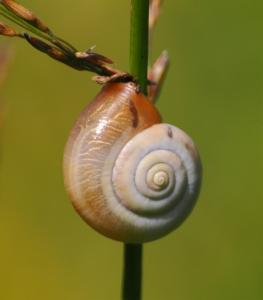 Click to view this image in a large viewer