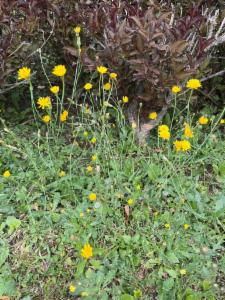 Click to view this image in a large viewer