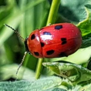 Click to view this image in a large viewer