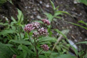 Click to view this image in a large viewer