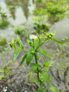 Click to view this image in a large viewer