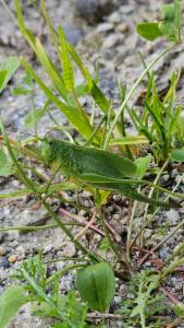 Click to view this image in a large viewer