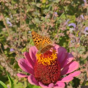 Click to view this image in a large viewer