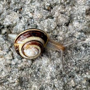 Click to view this image in a large viewer