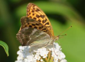 Click to view this image in a large viewer