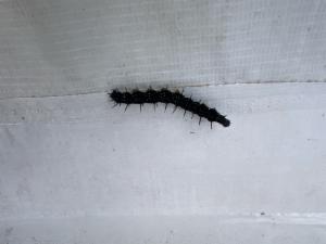 Click to view this image in a large viewer