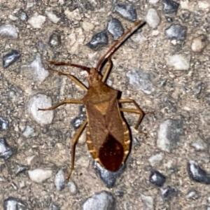 Click to view this image in a large viewer