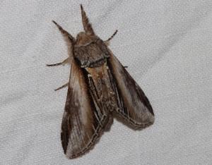 Click to view this image in a large viewer