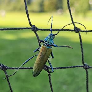 Click to view this image in a large viewer