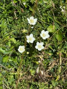 Click to view this image in a large viewer