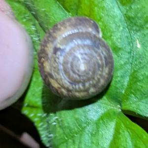 Click to view this image in a large viewer