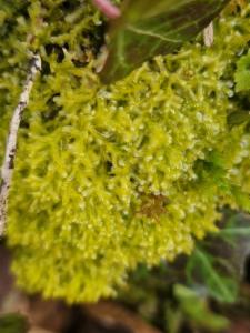 Click to view this image in a large viewer