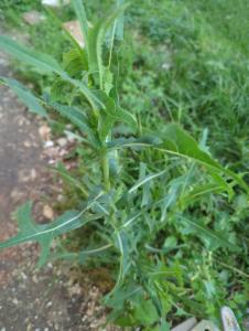 Click to view this image in a large viewer