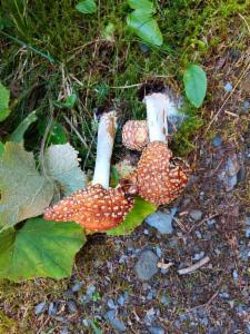 Click to view this image in a large viewer