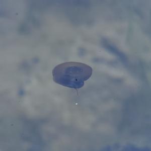 Click to view this image in a large viewer