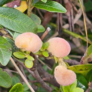 Click to view this image in a large viewer