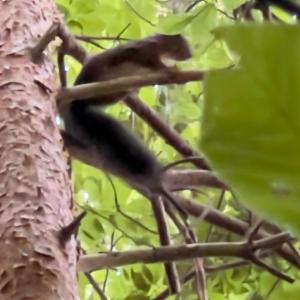 Click to view this image in a large viewer