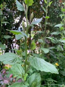 Click to view this image in a large viewer