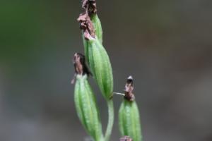 Click to view this image in a large viewer